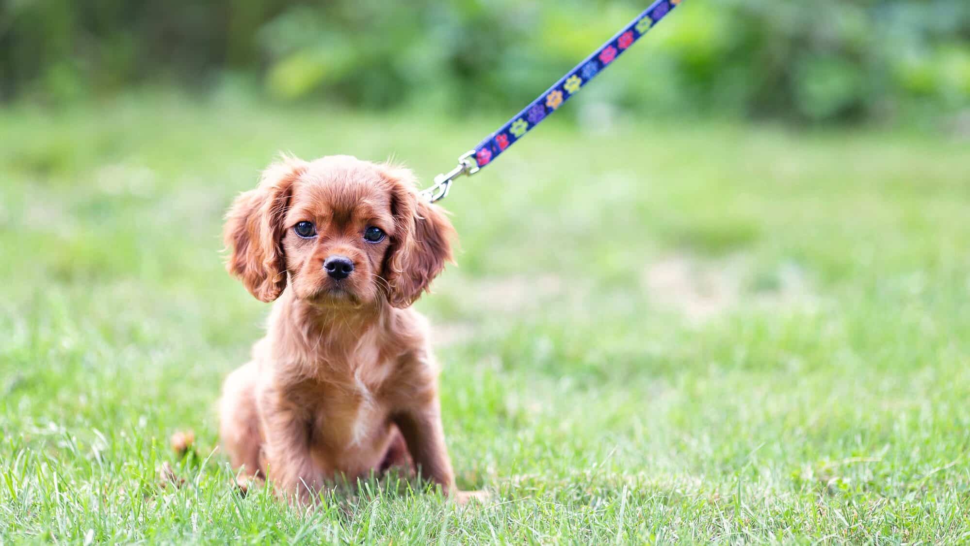 Cute puppy on the leash