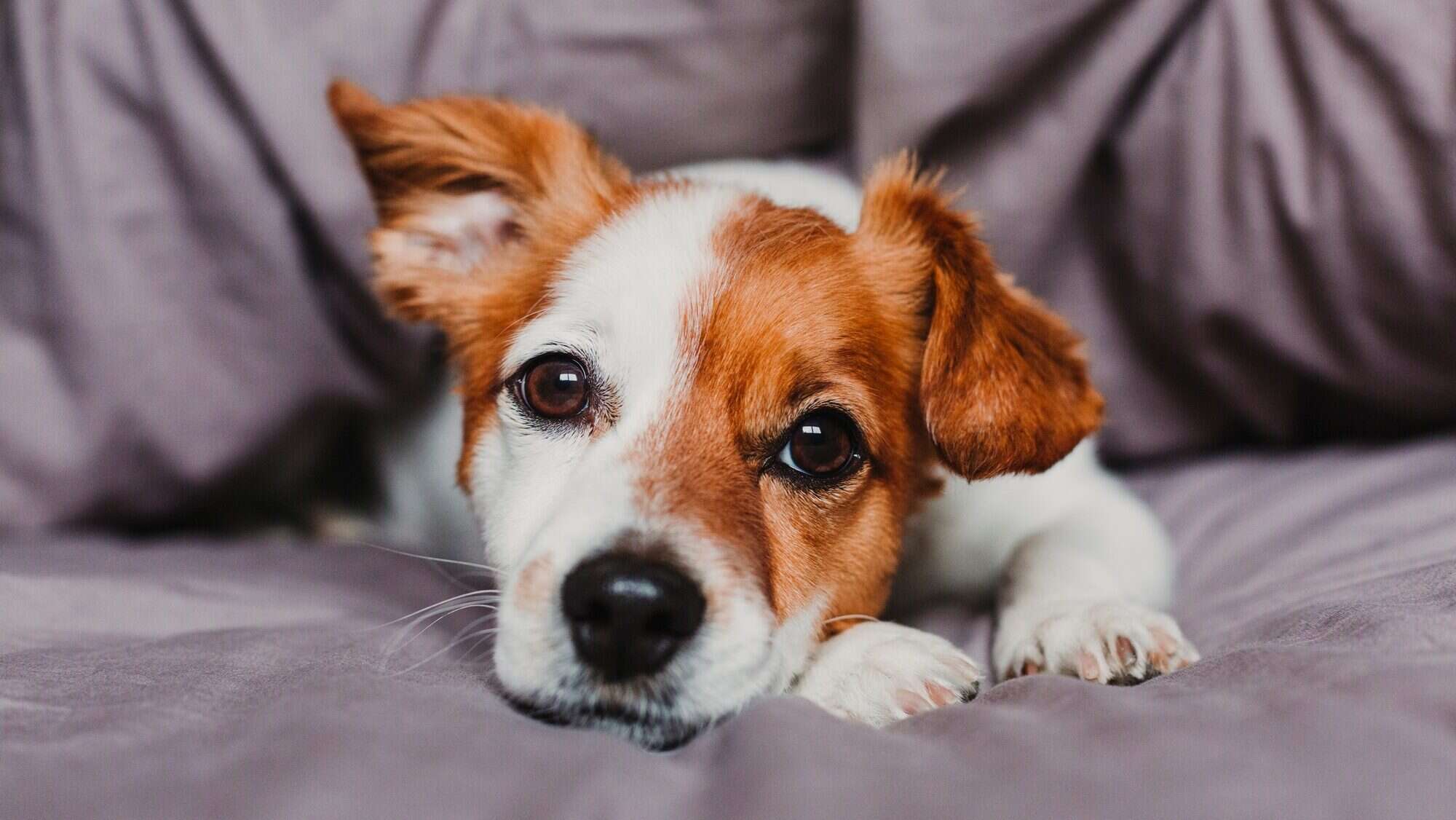 cute small dog lying on bed and feeling bored or tired. Pets indoors at home