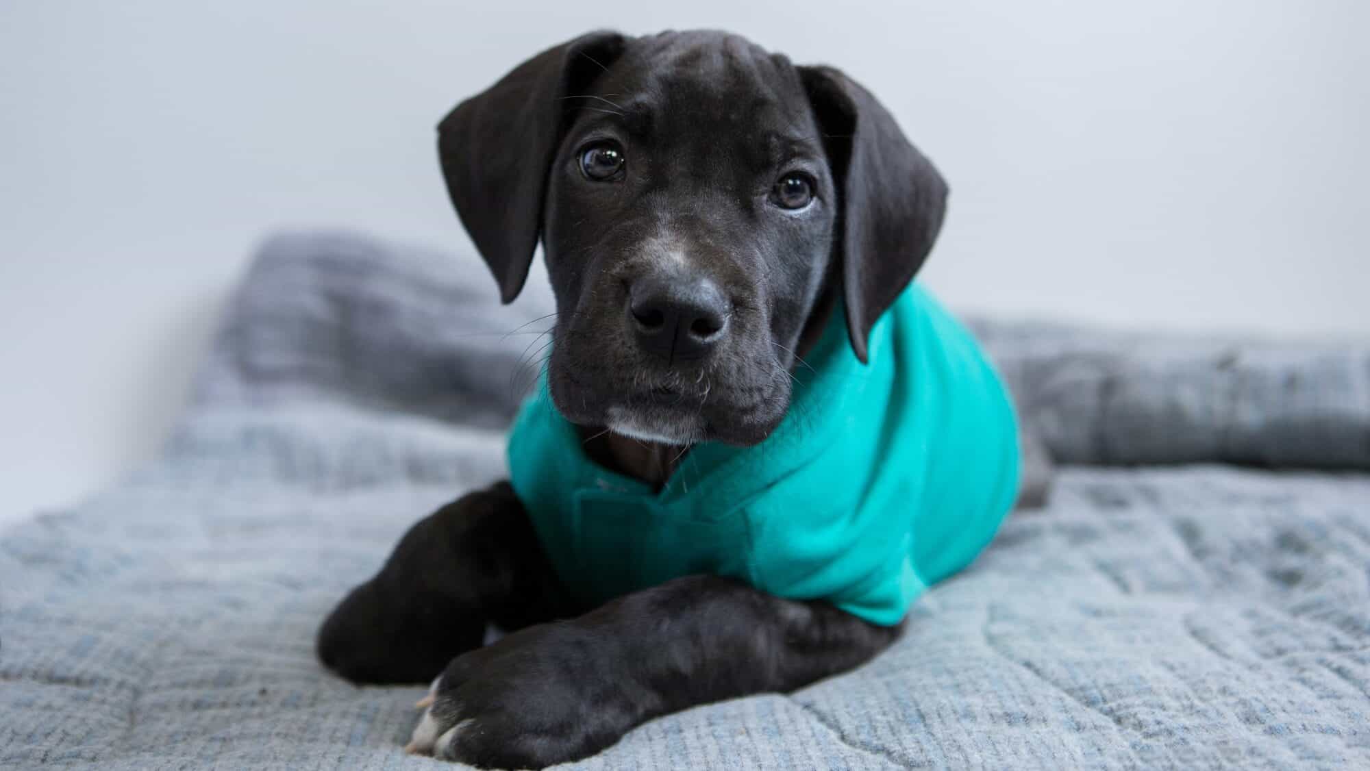 Dane puppy