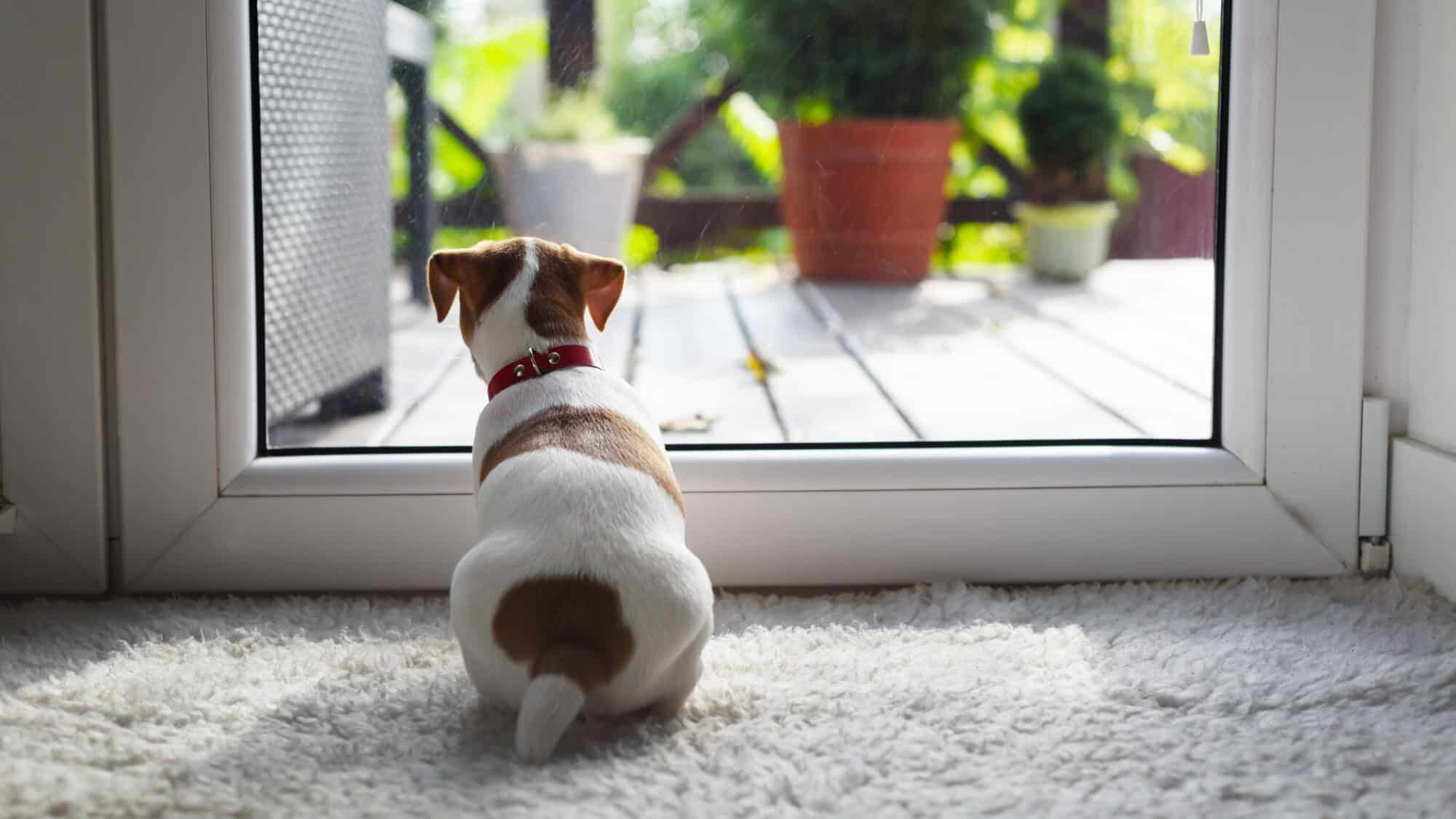 Jack russel terrier puppy sitting near door, one of the common puppy potty signs they need to go out