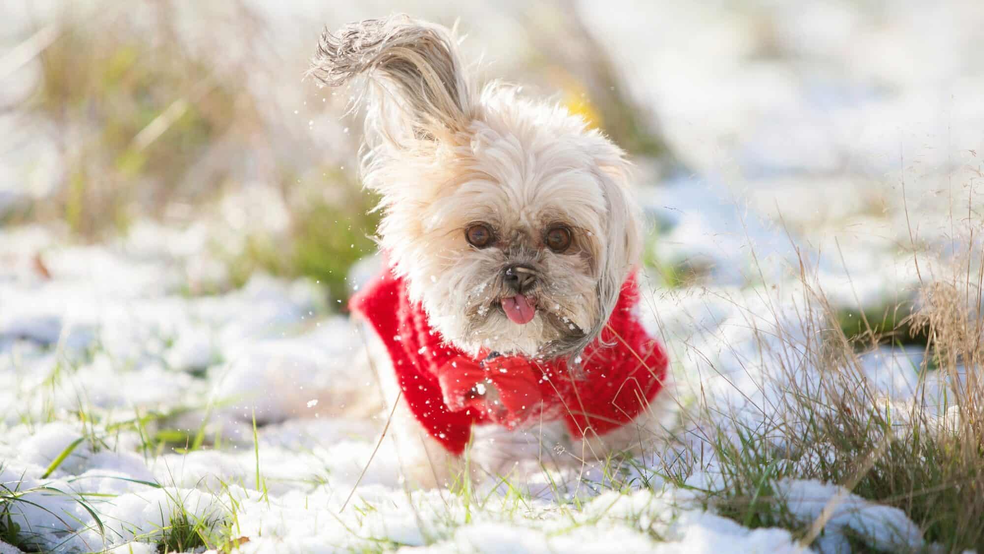 Little beige puppy dressed in a red coat running in the snow and one ear flying up
