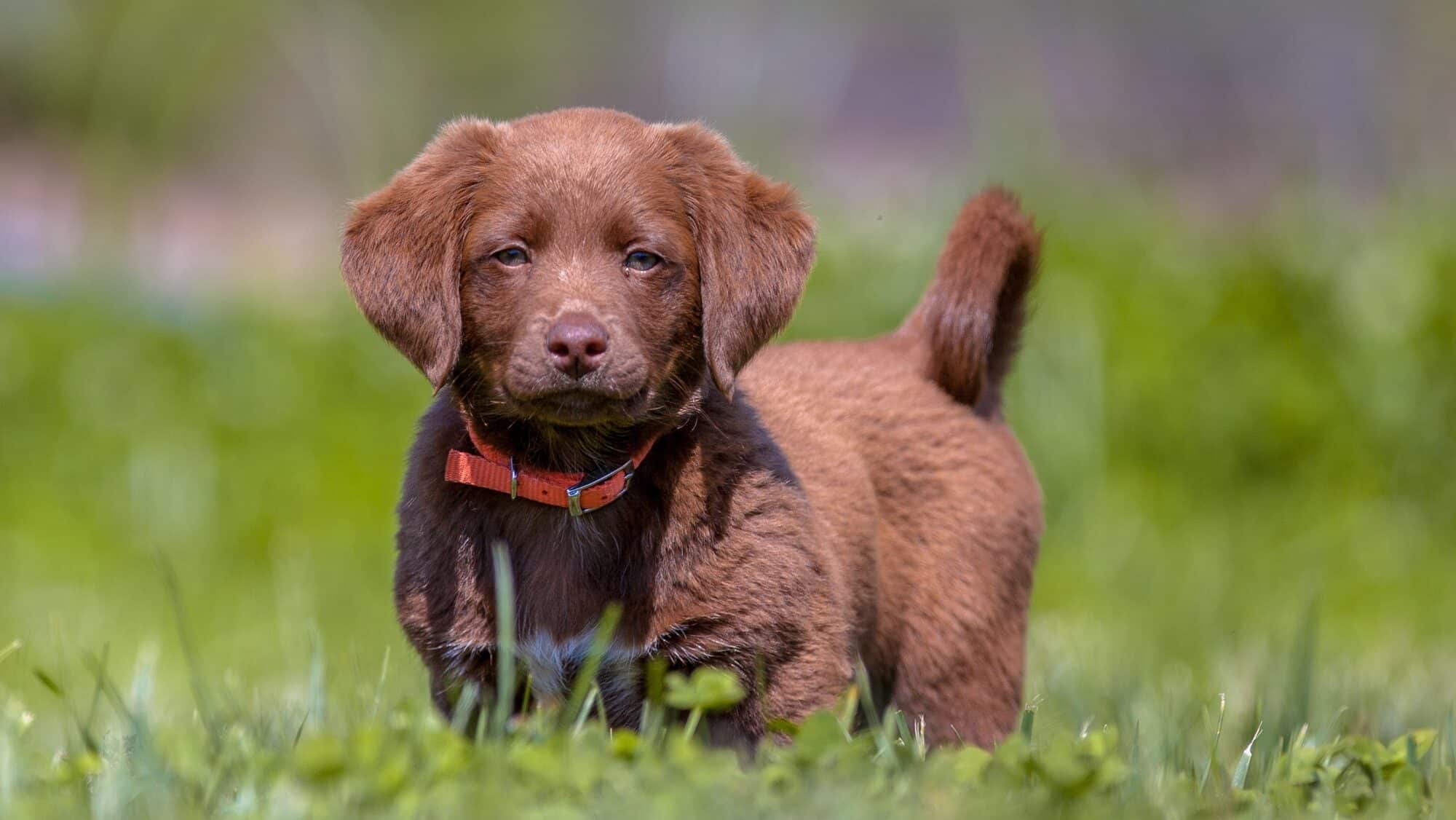 Little puppy in the garden