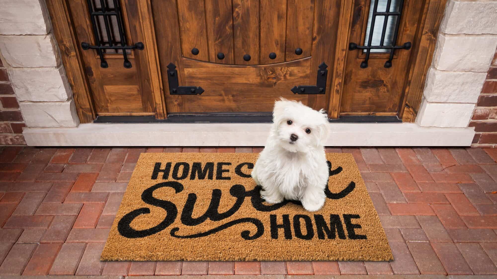 Maltese Puppy Sitting Home Sweet Home Welcome Mat At Front Door Of House.