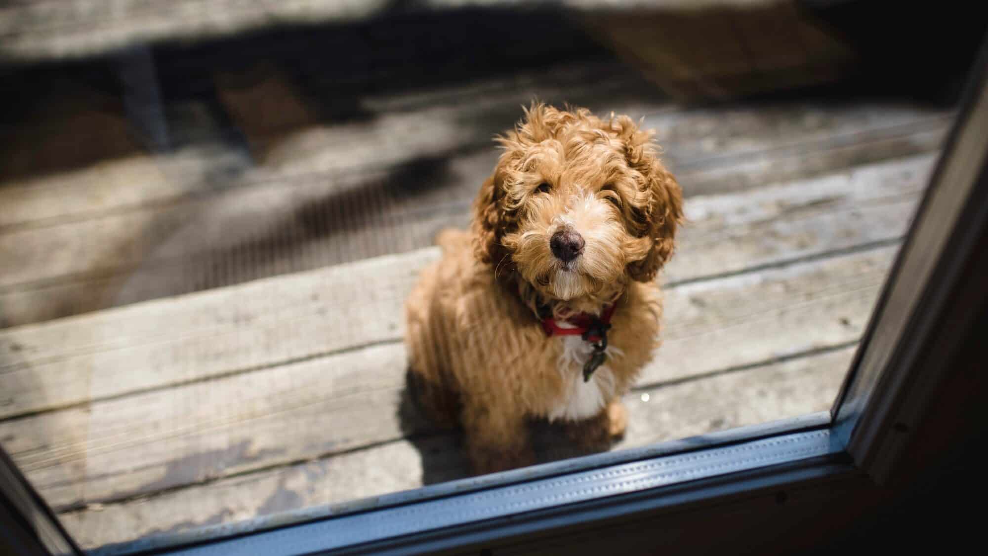 Portrait of red haired doodle poodle puppy outside patio, door puppy potty training timeline,