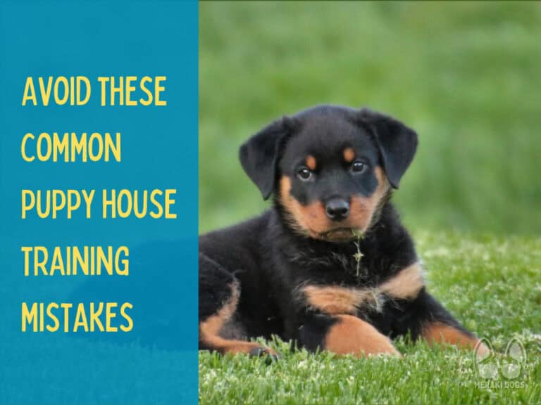 cute rottweiler puppy lying down in grass, black and tan puppy dog