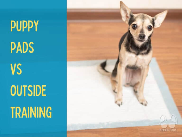 cute chihuahua mix sitting on puppy pee pad, potty pad