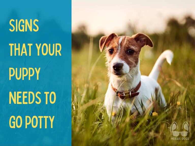cute jack russell terrier puppy standing in tall grass