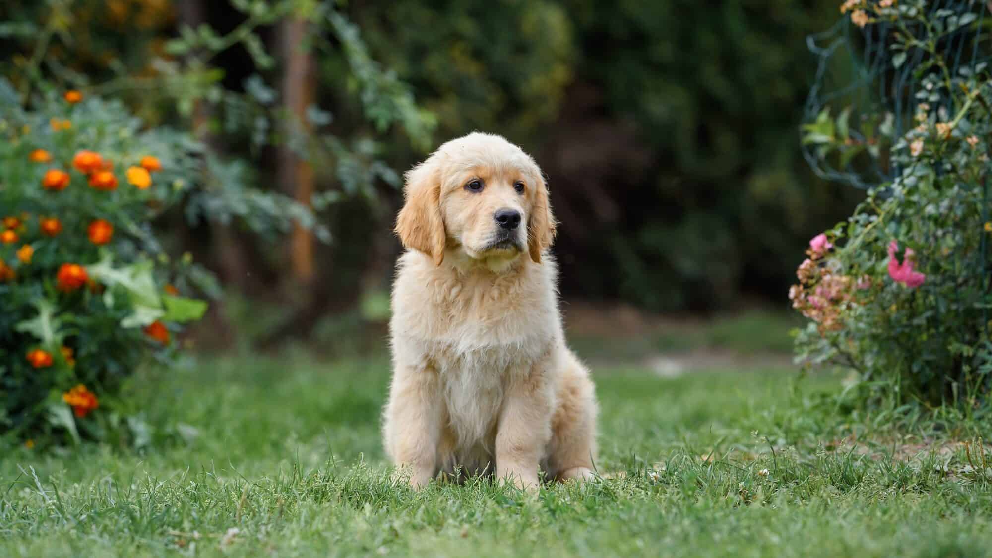 small dog puppy golden retriever labrador 3 months old walks in the park in the summer.