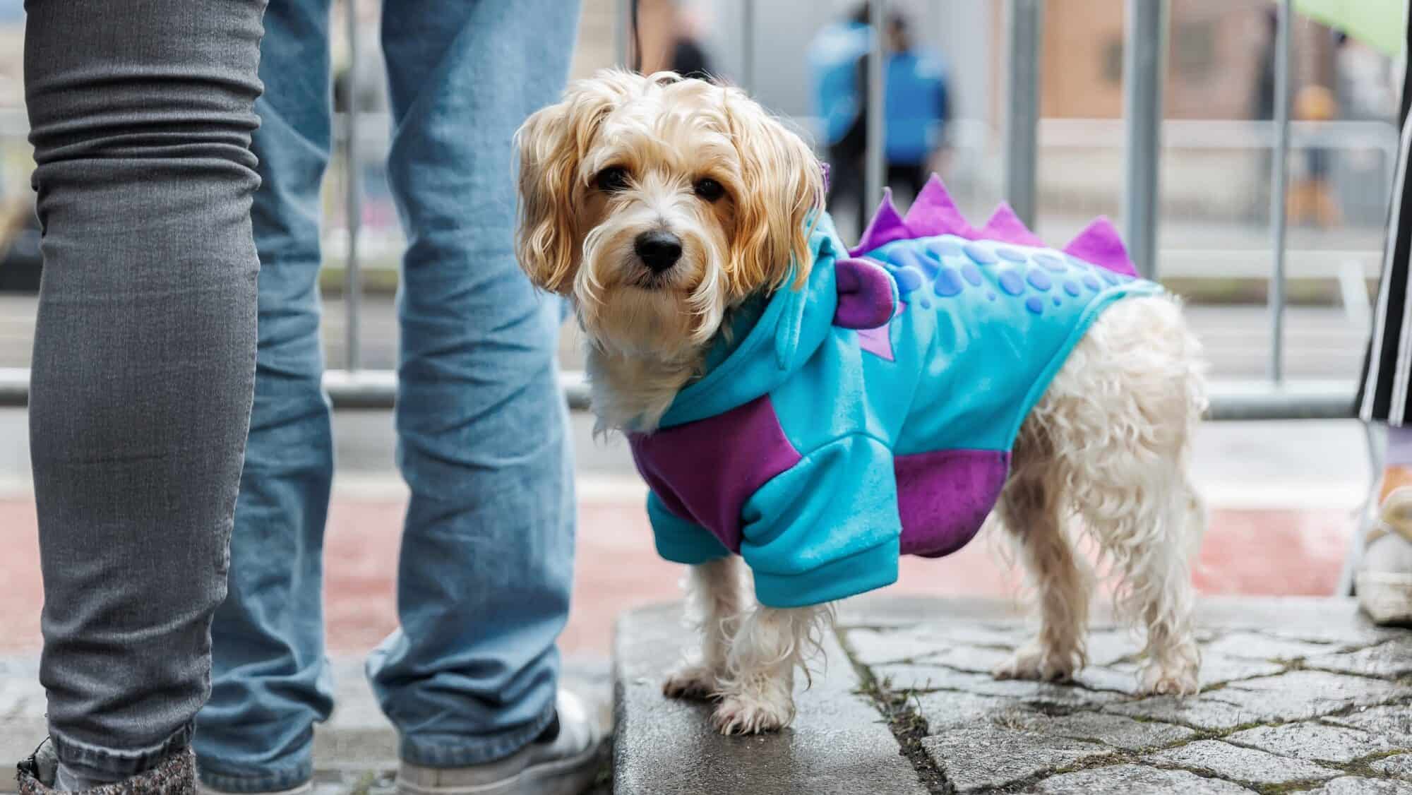 cute small dog dressed as a dragon, The Empyrean Series inspired dog names