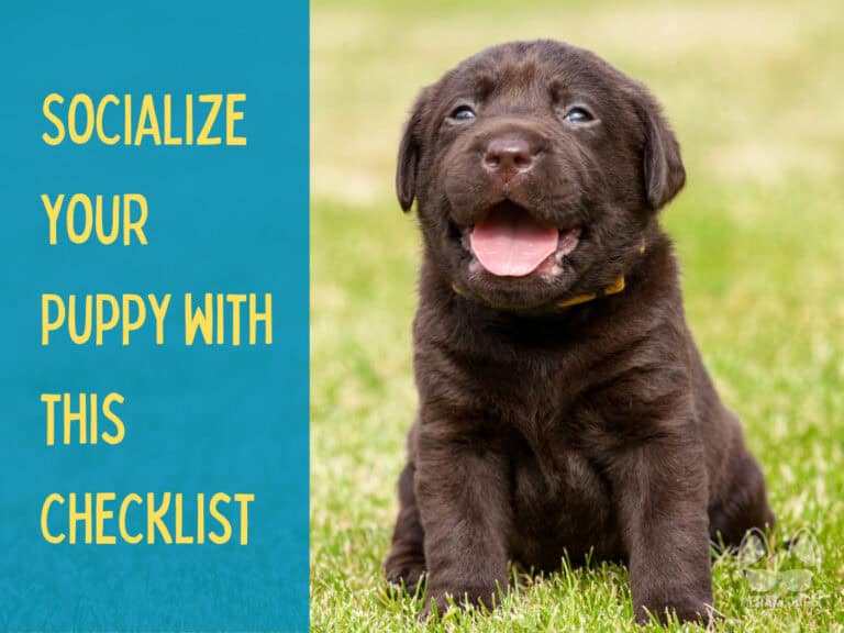 cute young chocolate lab puppy sitting in grass