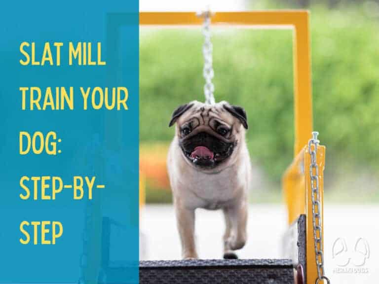 pug dog slat mill training on yellow mill