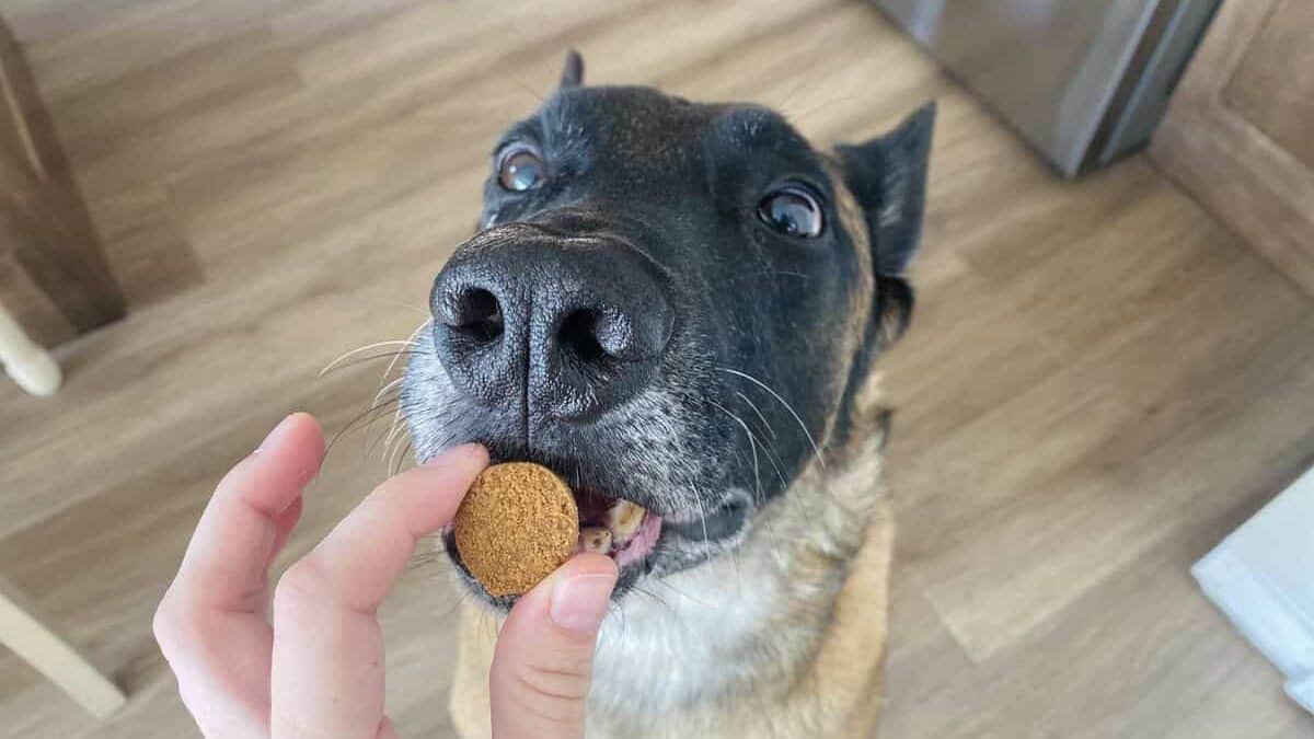 large brown dog reaching for petlabco probiotic chew out of hand