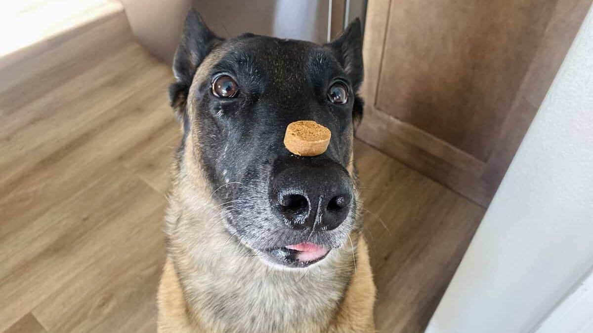 dog sitting with probiotic chew balanced on nose