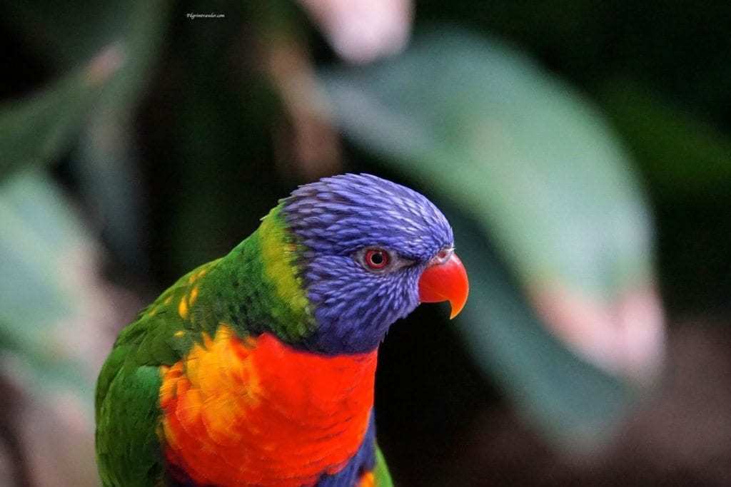 The rainbow lorikeet of Australia