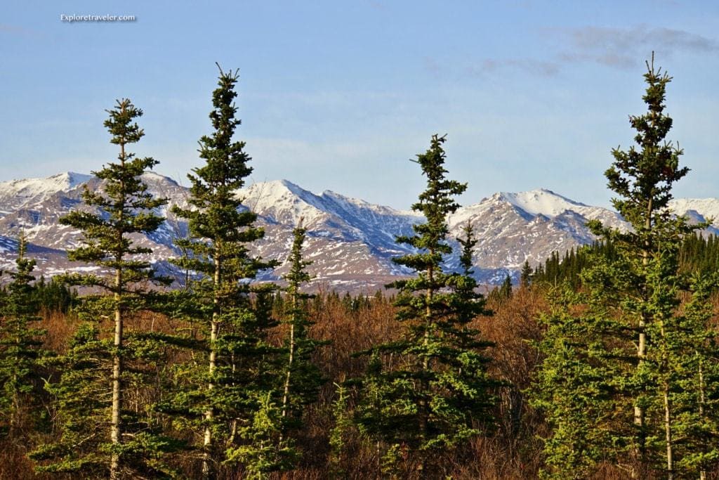 8 Amazing Federal Parks And State Park Passes Mountains and trees of Denali National Park