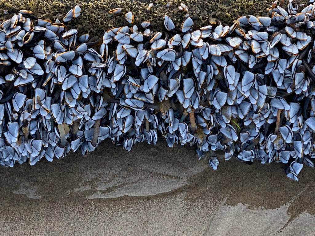 Mussels on Sand Beach Oregon