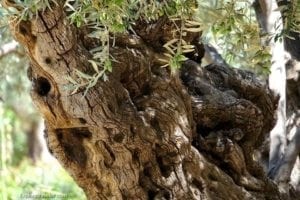 Garden Of Gethsemane Treasures - A bird sitting on top of a tree - Gethsemane