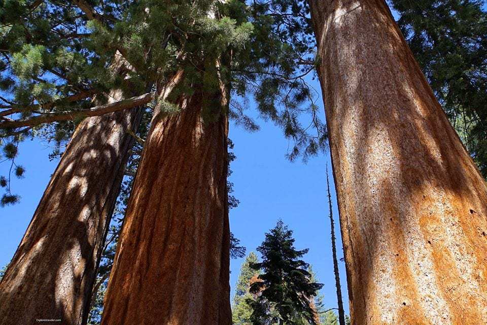 Wilderness Survival Skills Sequoia National Forest Trees