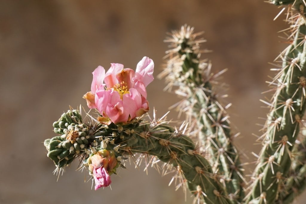 Cactus Flower In bloom with Bandelier National Monument and park.