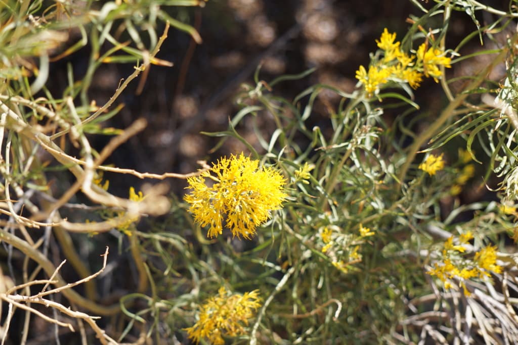 Wild yellow flowers of the desert