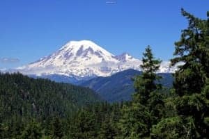 The Call Of The Washington Mountains - A tree with a mountain in the background - Mount Rainier