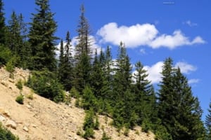 The Call Of The Washington Mountains - A close up of a hillside next to a forest - Spruce