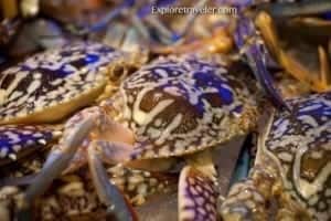 Asul na Alimangong Lumalngoy: Filipino Delicacy - A close up of an animal - Dungeness crab