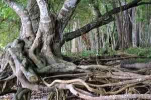 Wonderful Adventures In The Philippines Old Tree