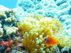Scuba Diving In The Waters Of The Philippine Sea - A fish swimming under water - Coral reef