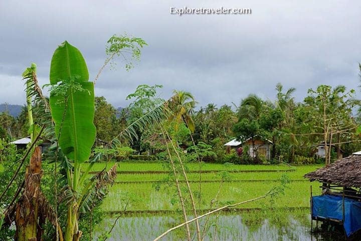 Fermes de riz dans les basses terres à feuilles persistantes de Silago dans le sud de Leyte aux Philippines