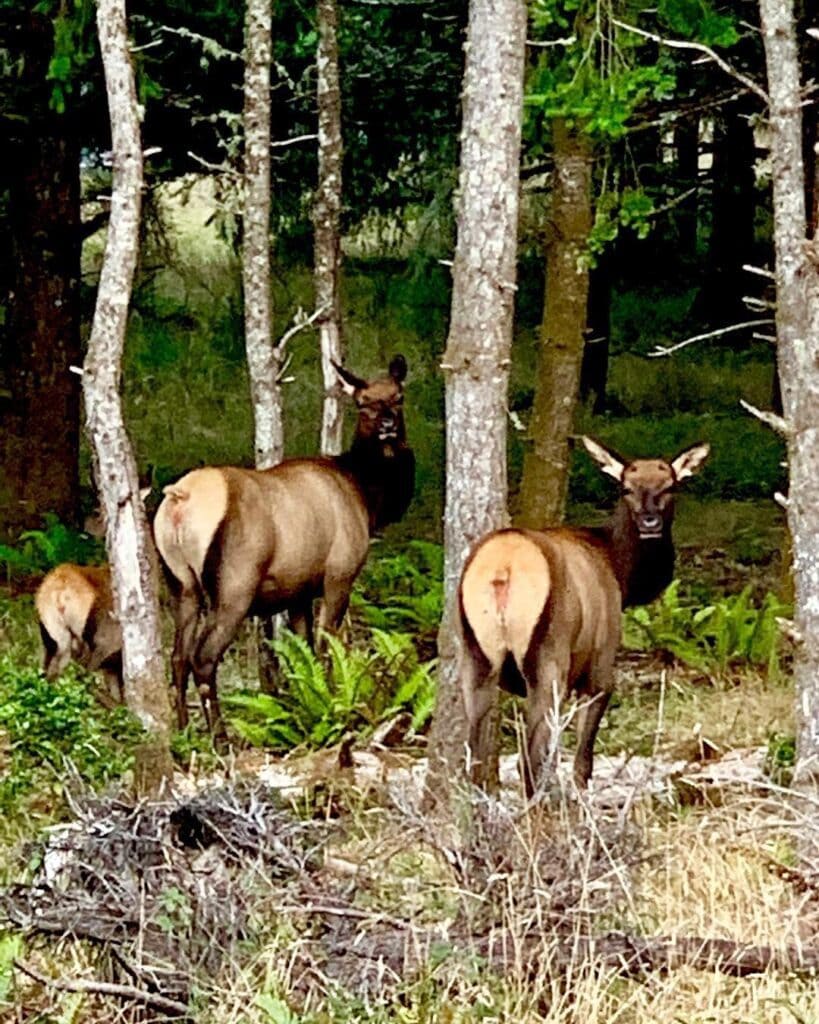 Elk of Ft Stevens State Park