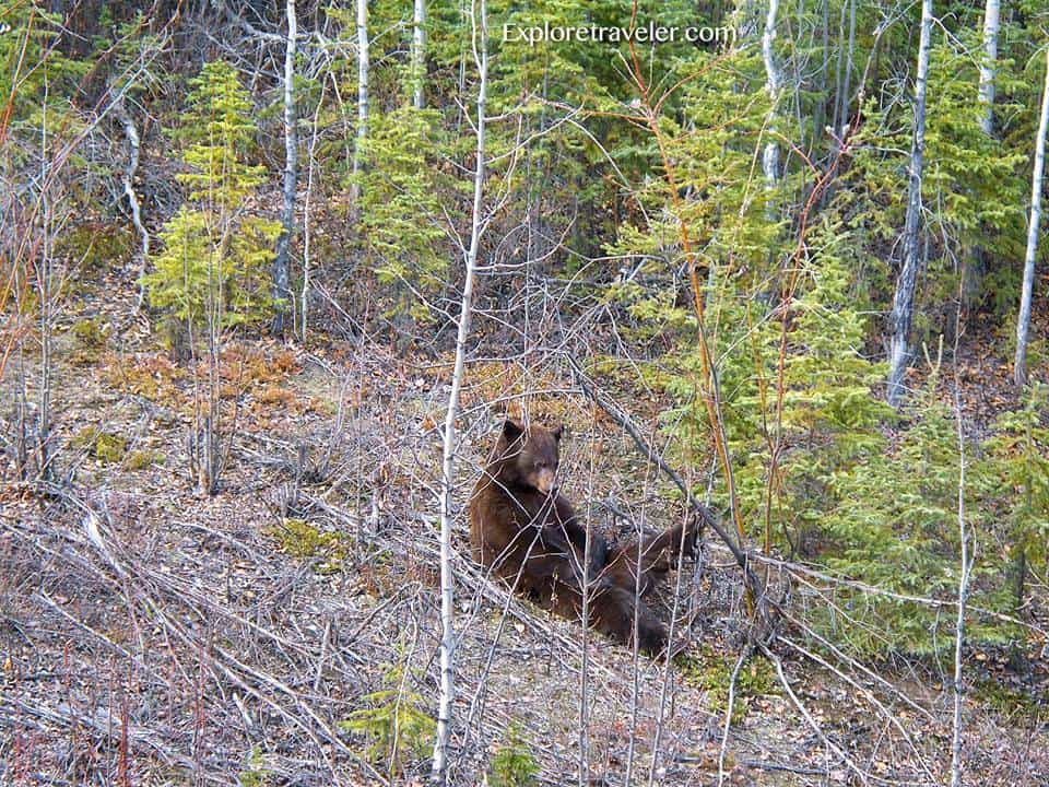 Ours grizzli grignotant des racines et des herbes dans la forêt d'état de la vallée de Tanana en Alaska