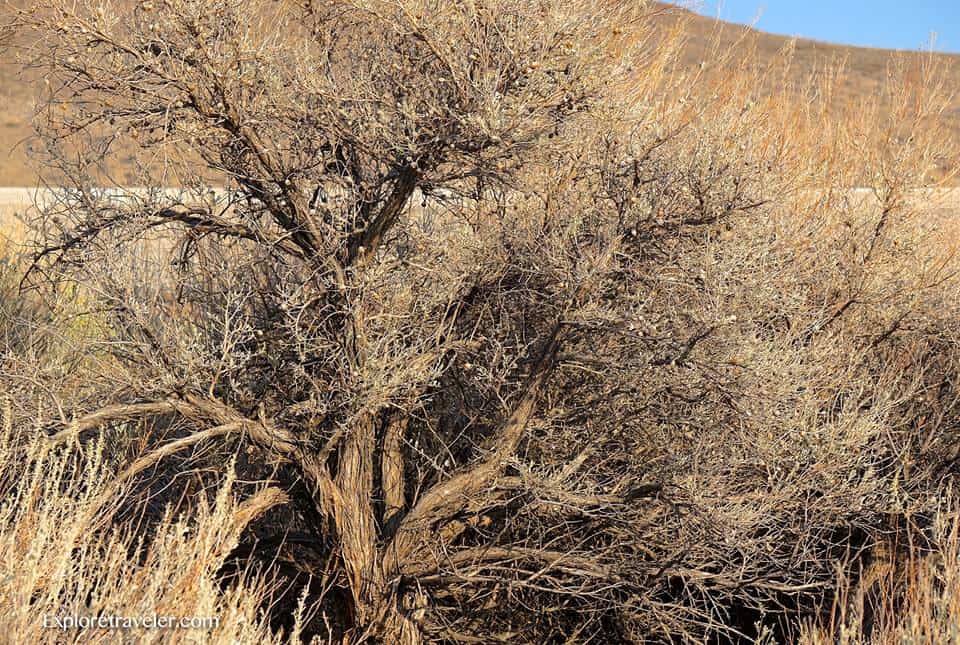 The weathered beauty of old Juniper trees in the high desert of Eastern Washington USA