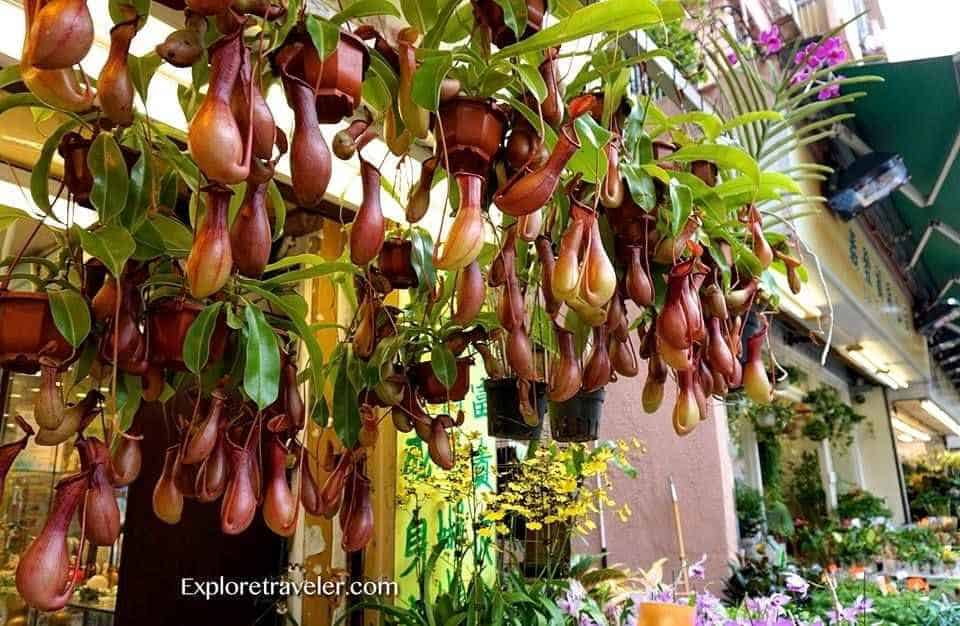 日常の素晴らしさの中の香港のシーン-花のクローズアップ-食虫植物