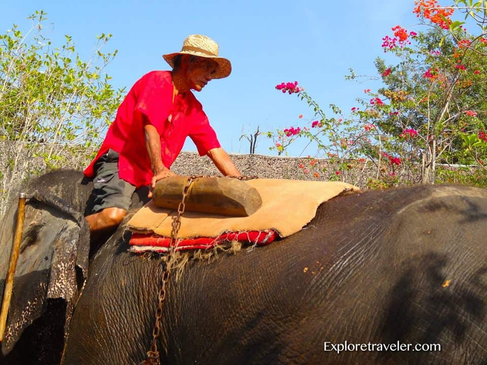 Thailand's Magnificent Elephants