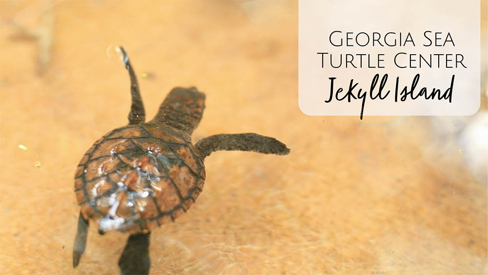 Georgia Sea Turtle Center in Jekyll Island