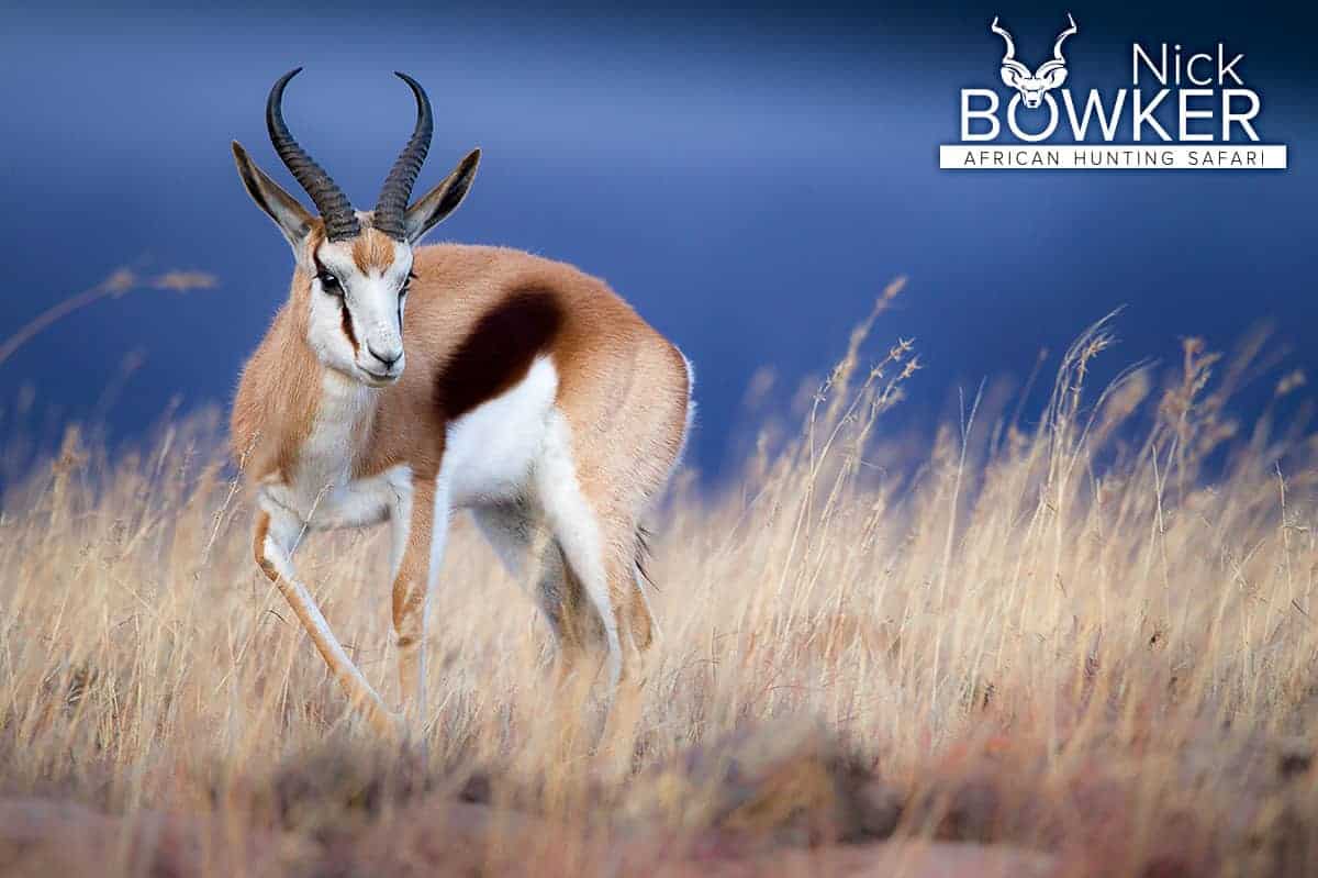 Springbok male with thicker heavier horns.