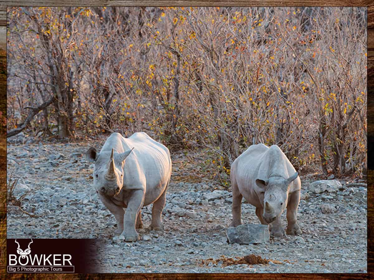 Big 5 Mountain Zebra Photographic Safari Tour 20 Black Rhinos Big five adventure