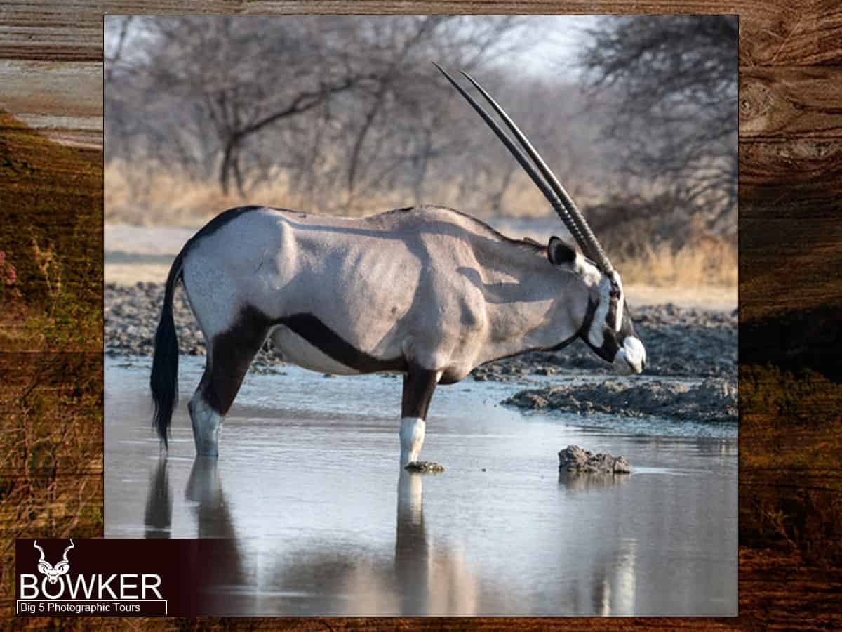 Big 5 Mountain Zebra Photographic Safari Tour 31 Gemsbok Mountain Zebra.