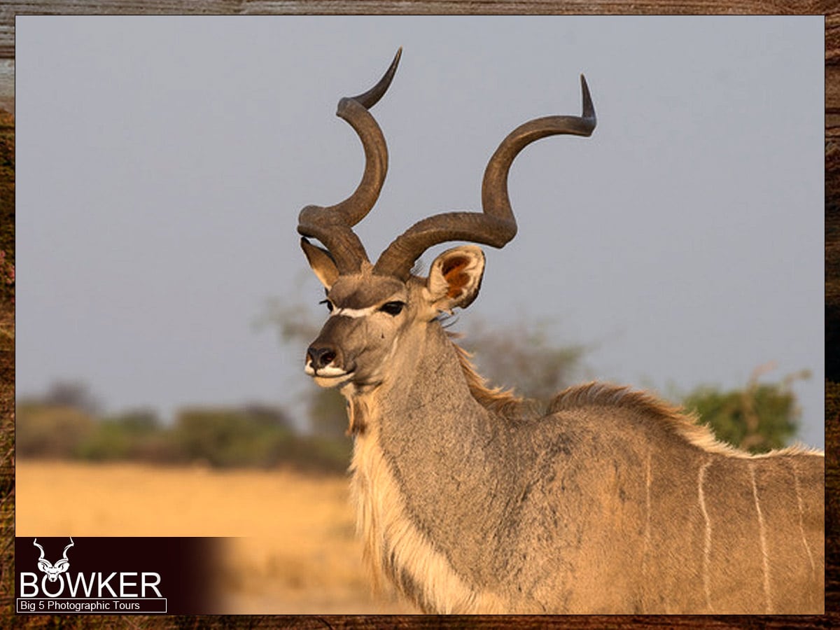 Big 5 Mountain Zebra Photographic Safari Tour 33 Big 5 adventures - Kudu