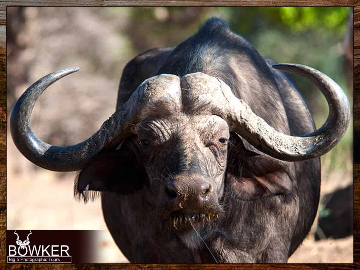 Mountain Zebra Park Accommodation - Big 5 Tours 11 Cape buffalo sighting on a big five tour.