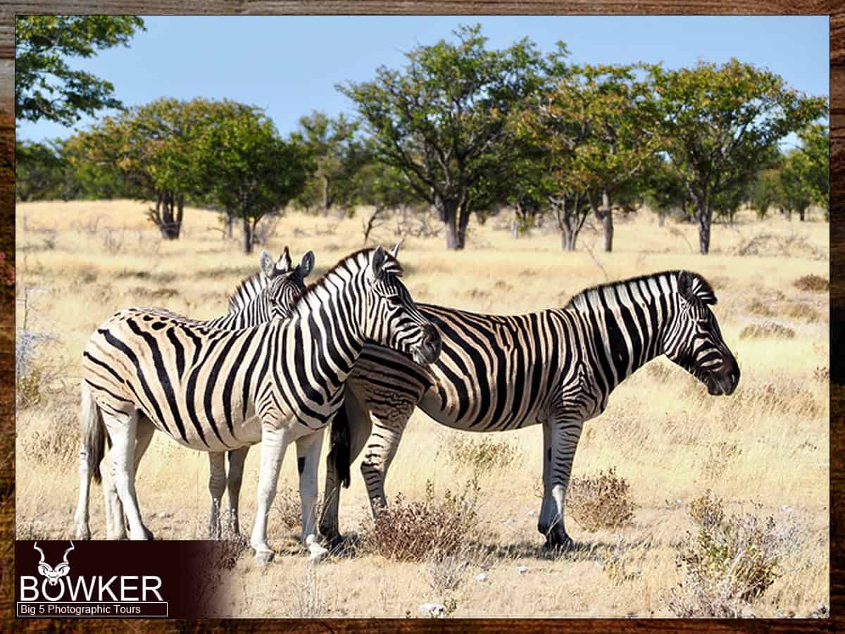 Big 5 Mountain Zebra Photographic Safari Tour 43 Zebra
