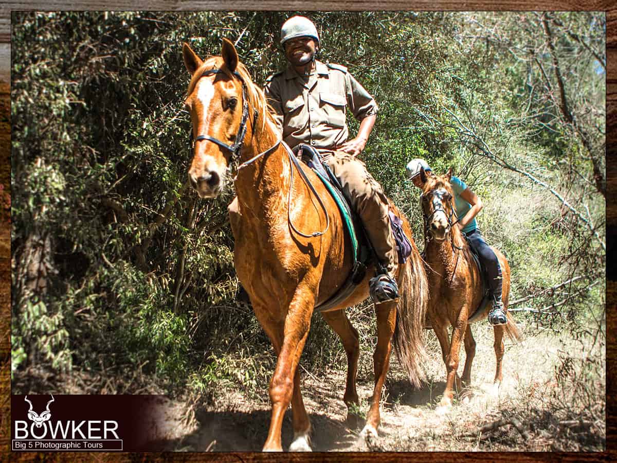 Horse riding tours in Addo Elephant.