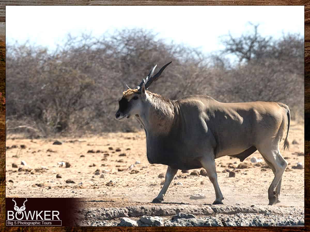 Big 5 Mountain Zebra Photographic Safari Tour 7 Cape Eland Mountain Zebra Big 5 tours.