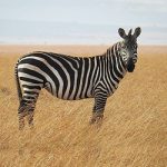 Zebra standing in the open plains of South Africa. Zebra make for a great plains game hunting and a great rug.