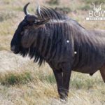 Blue Wildebeest Hunting - Wildebeest Hunts Tips & Techniques 24 Shot placement should be on the bottom third of the shoulder for Blue Wildebeest hunting
