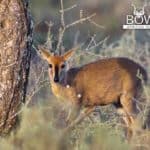 Shot placement for Duiker hunting