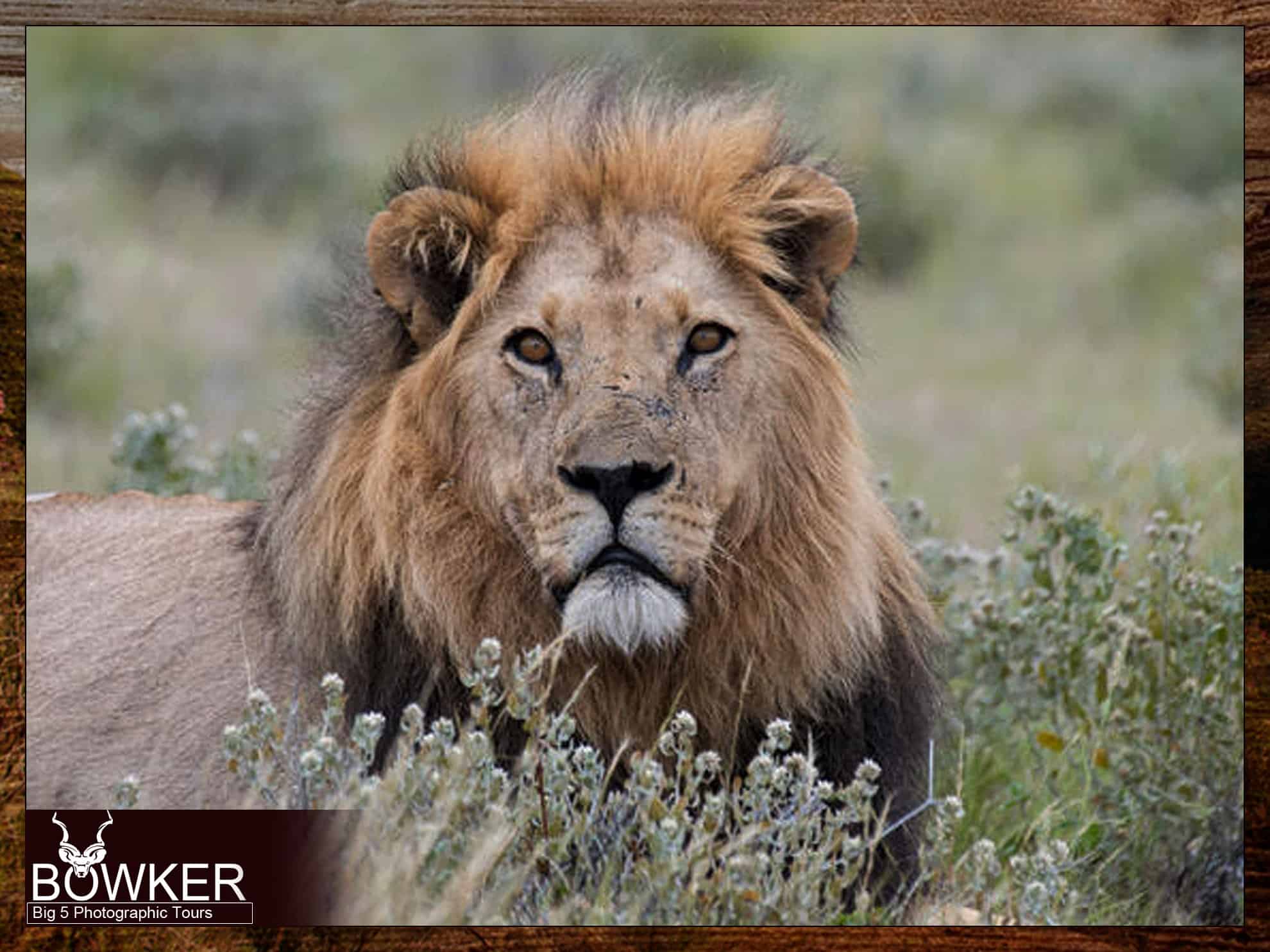Big 5 Karoo Park Accommodation -  Lion 