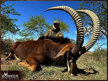 Trophy Hunting South Africa 92 Sable Antelope Hunted in 2023 with Nick Bowker Hunting.