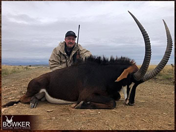 Trophy Hunting South Africa 61 Sable antelope trophy hunted in South Africa.
